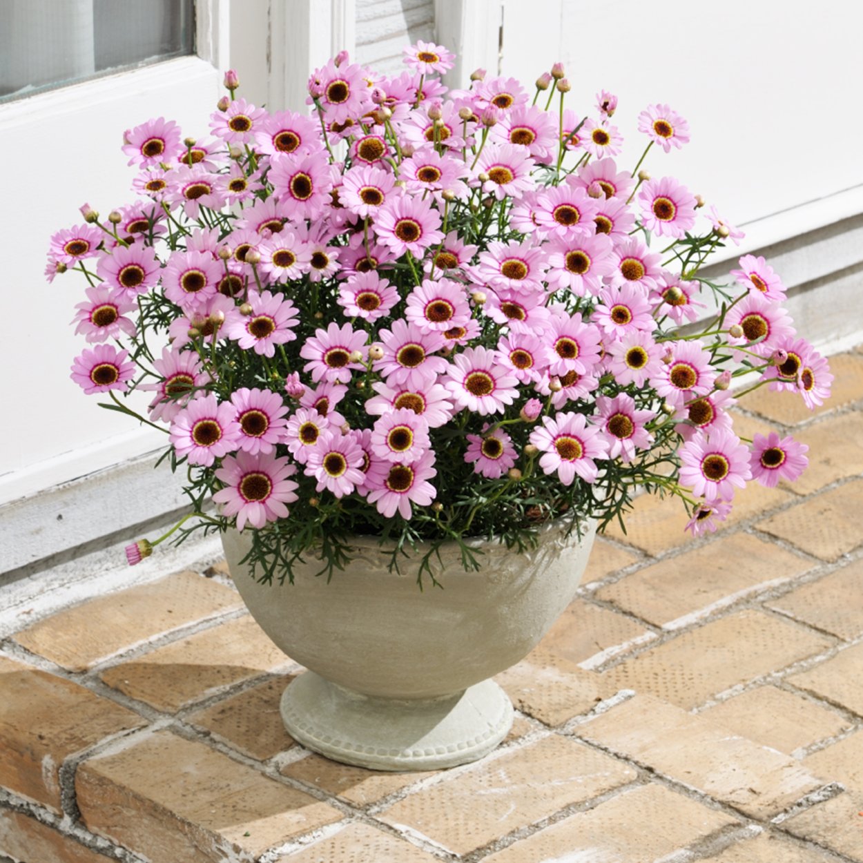 Argyranthemum maderense