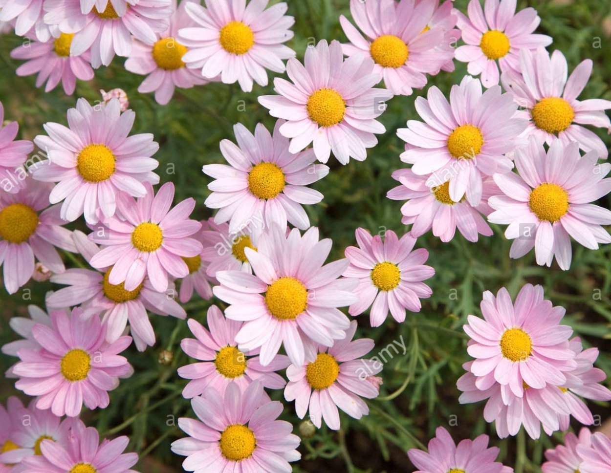 Аргирантемум giant Pink