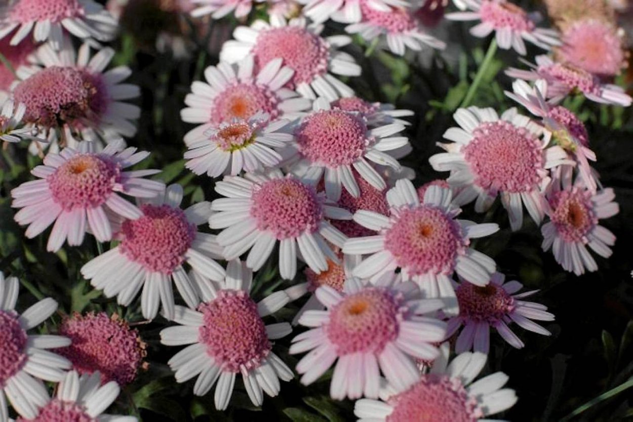 Аргирантемум кустарниковый