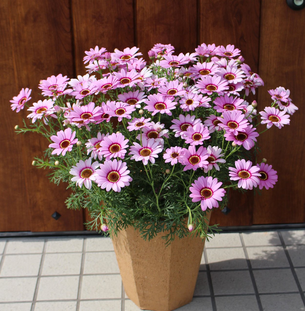 Аргирантемум вегетативный