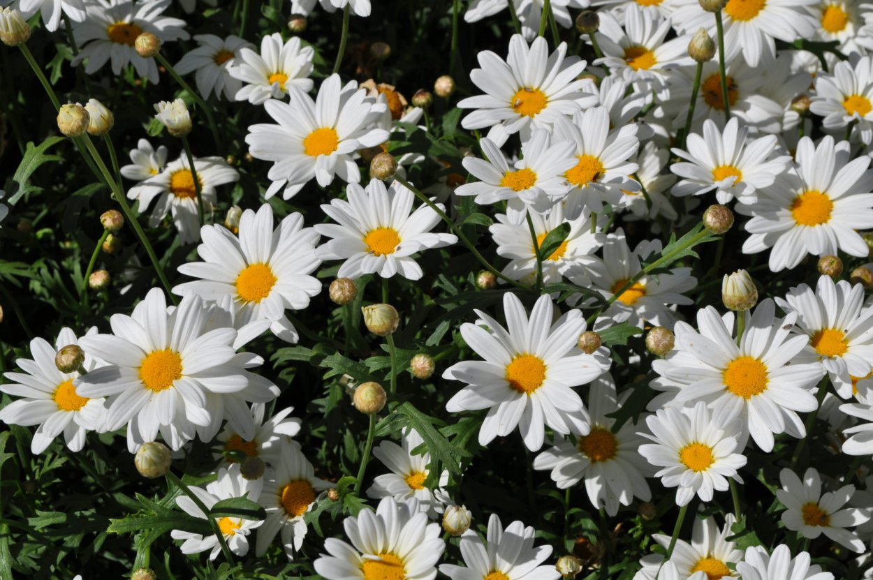 Хризантема индийская Фуджи Сноу