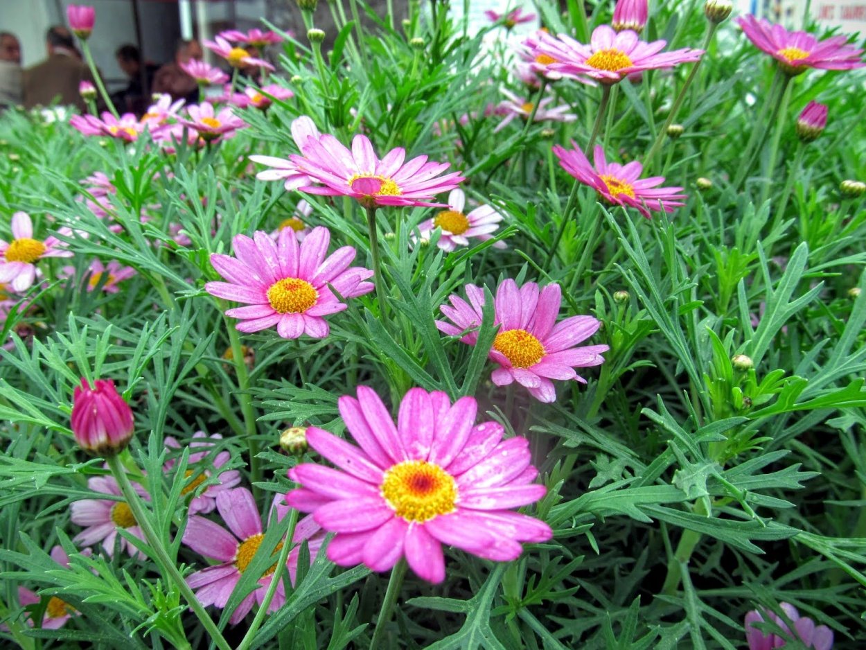 Аргирантемум Aramis White Eye