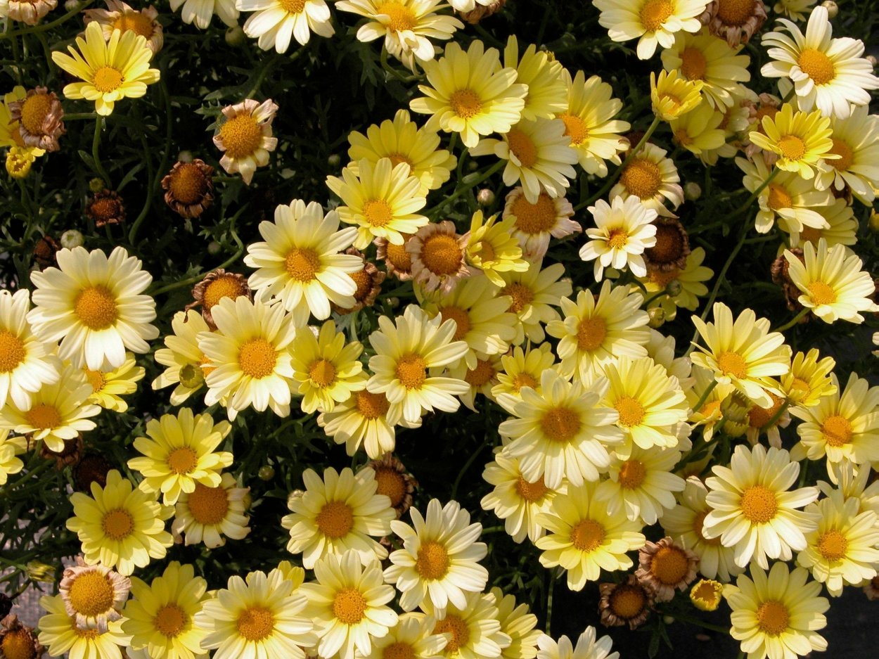 Хризантема кустарниковая маргаритковая