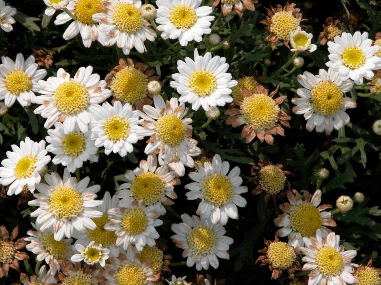 Аргирантемум Larita Toffee