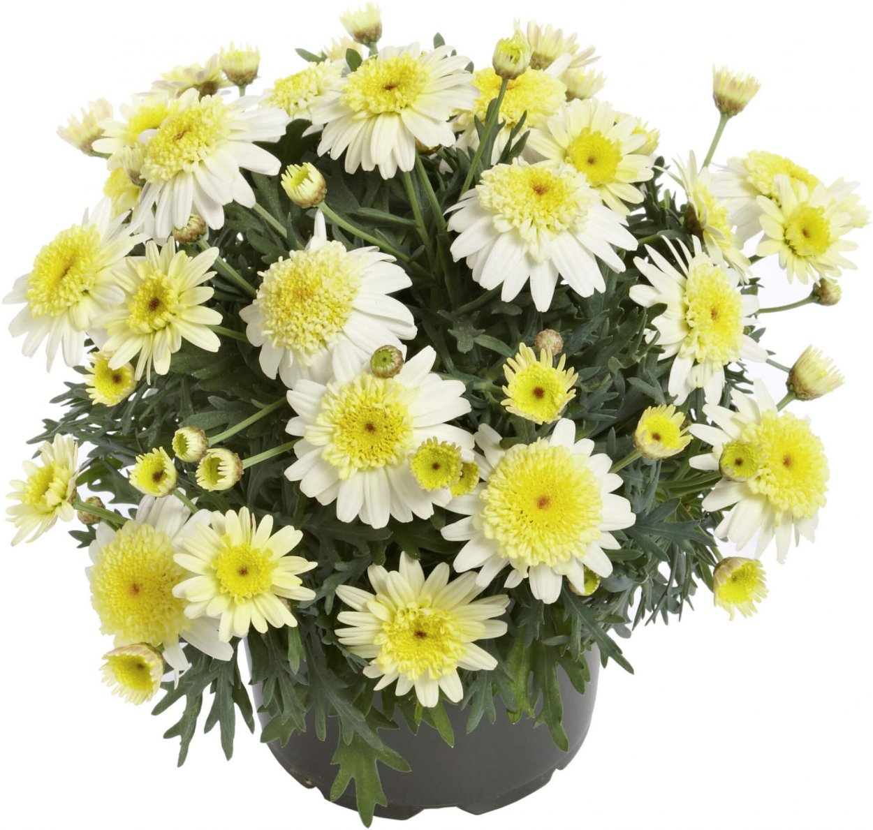 Аргирантемум Aramis Apricot