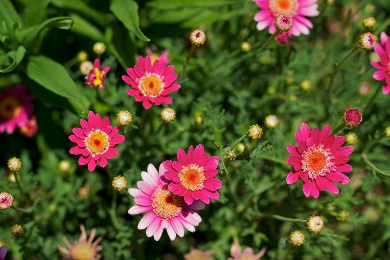 Парижская Ромашка аргирантемум