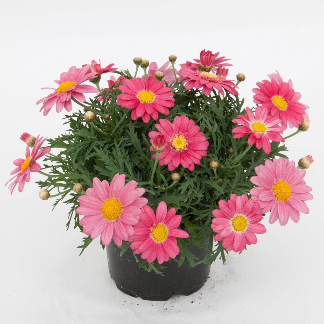 Аргирантемум Aramis bicolor Rose