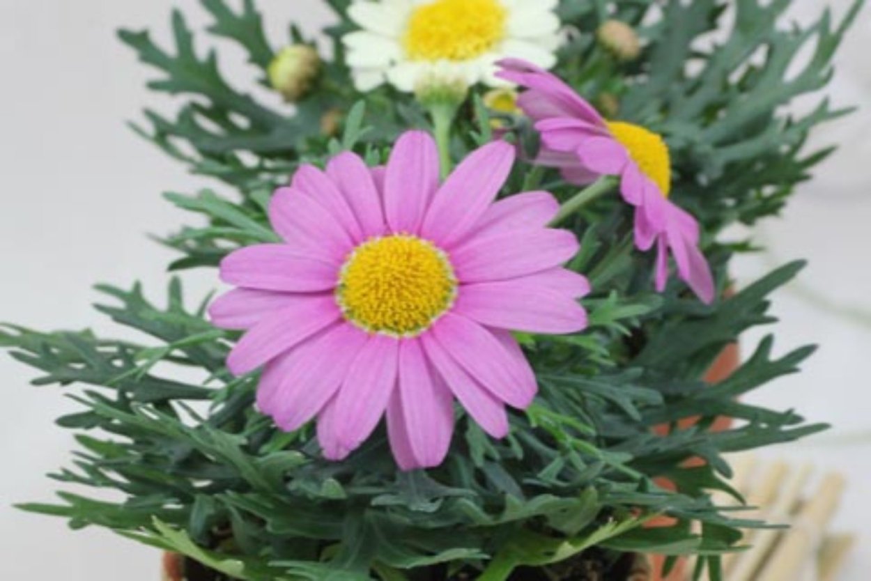 Аргирантемум frutescens