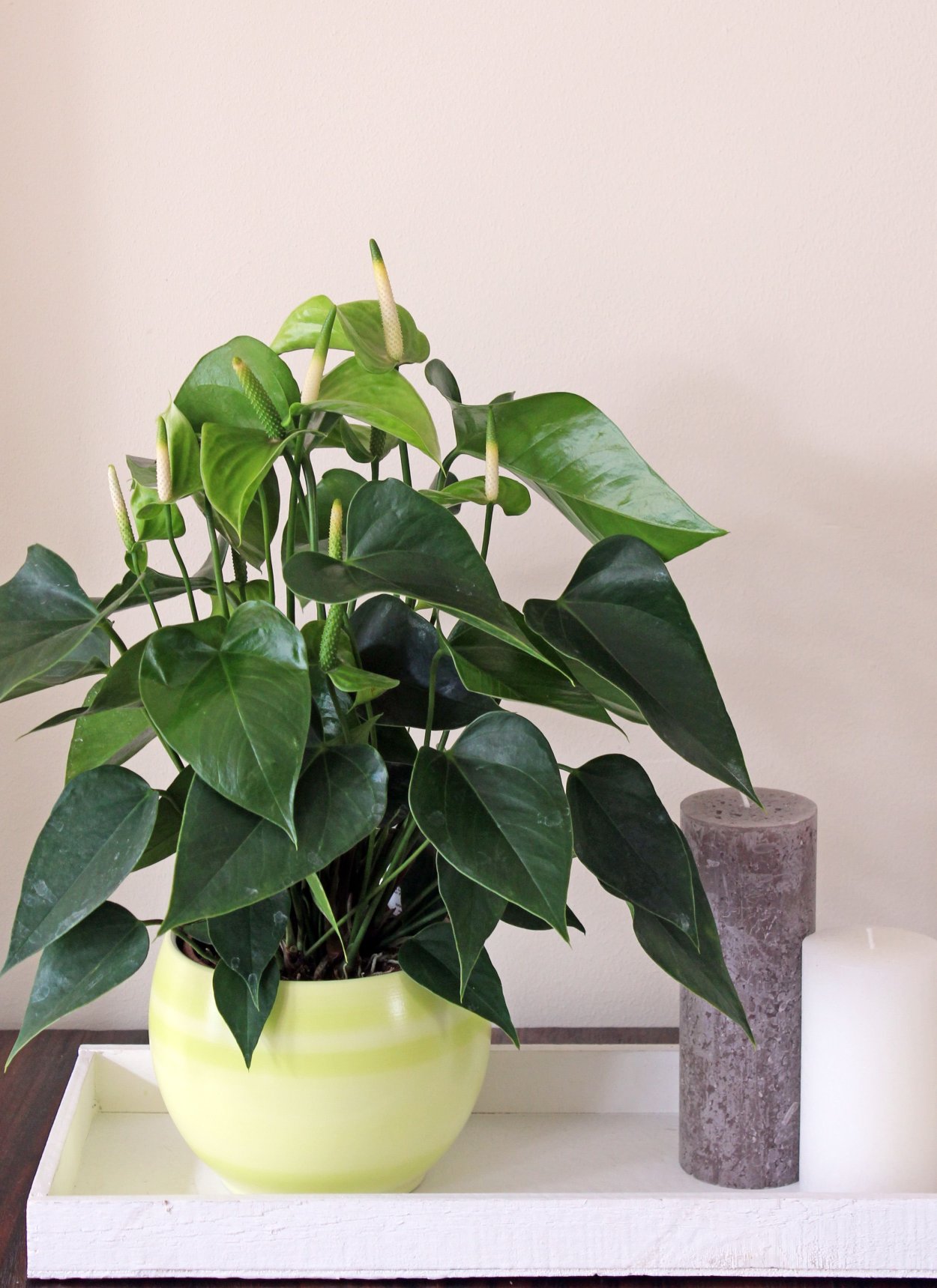 Филодендрон Андрианум