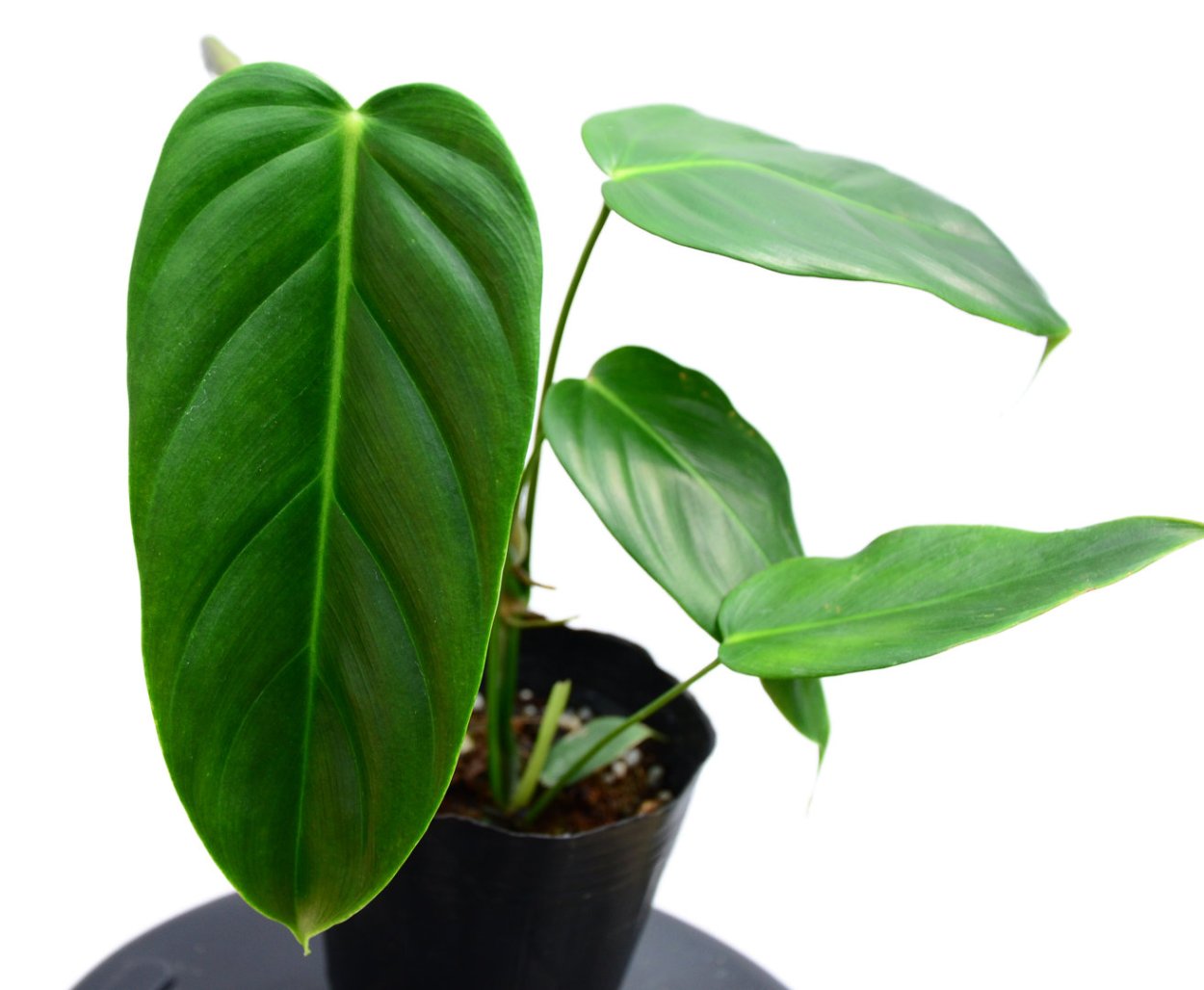 Филодендрон джоепи