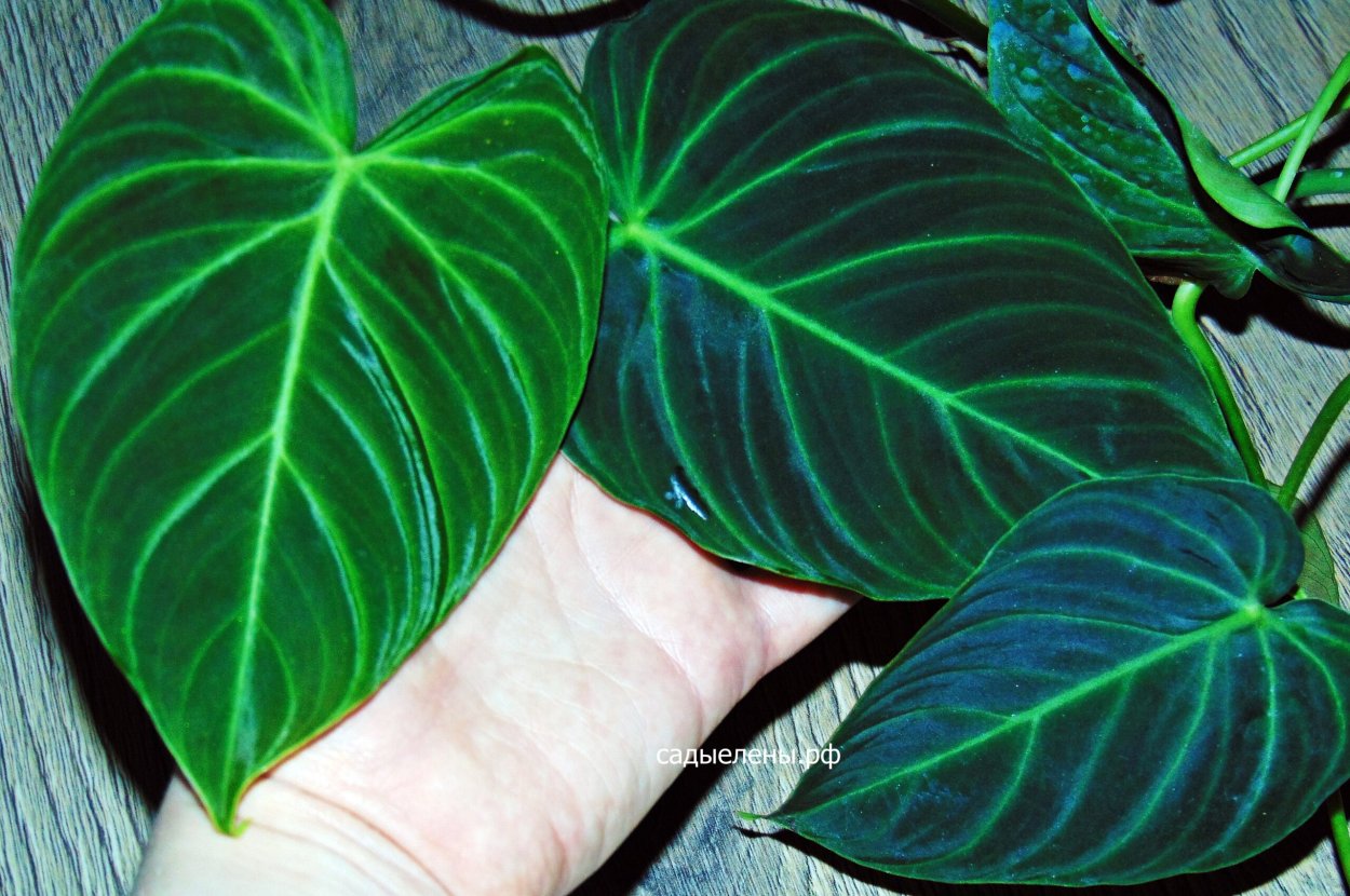Филодендрон Андрианум