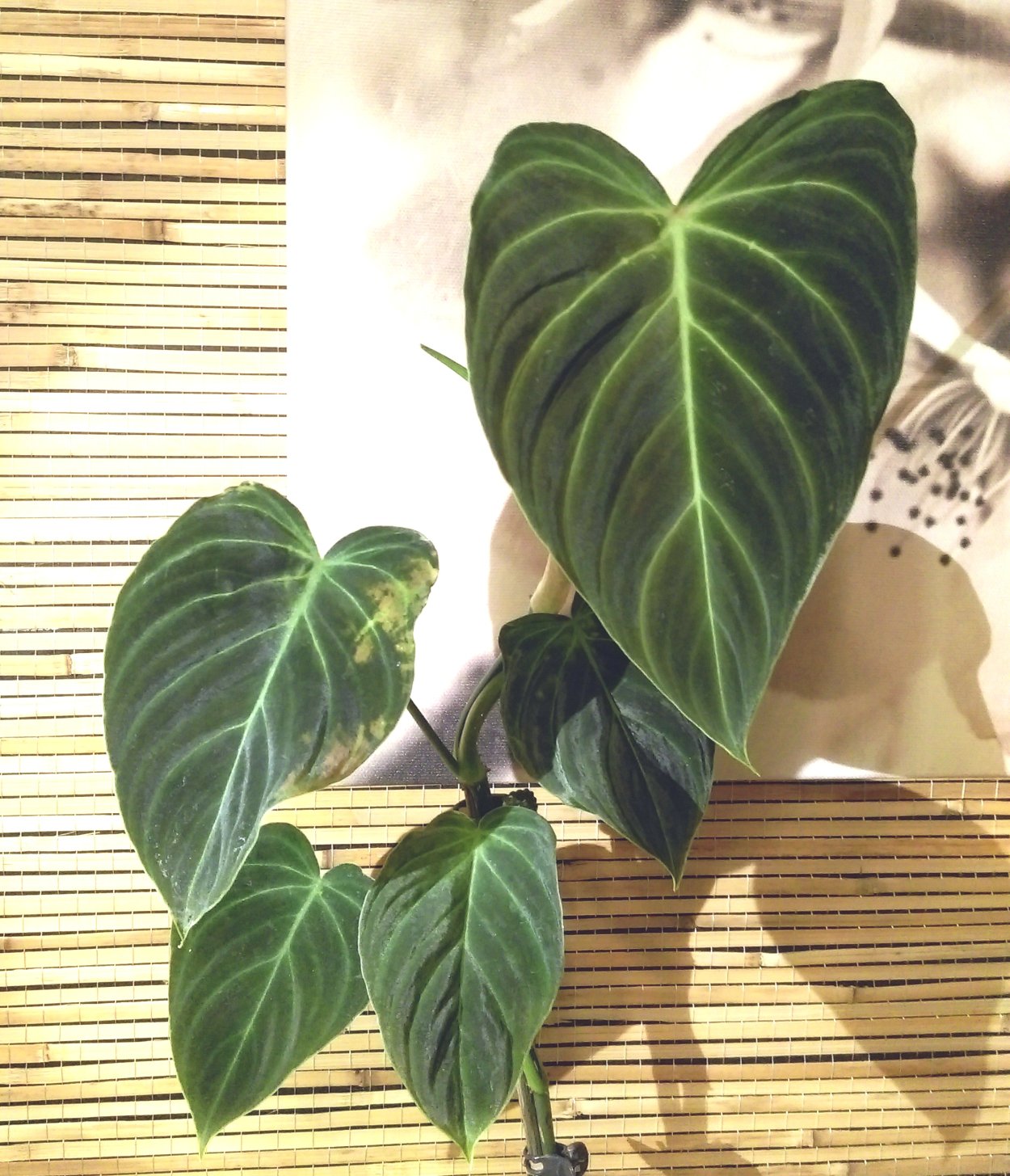 Филодендрон pastazanum