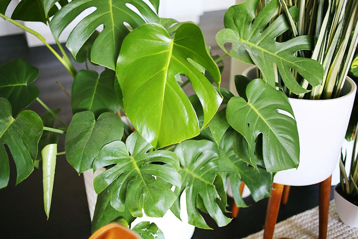 Philodendron Gloriosum Dark form/Филодендрон глориозум дарк форм