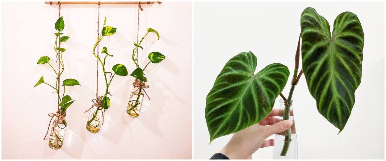 Филодендрон бархатный вельвет