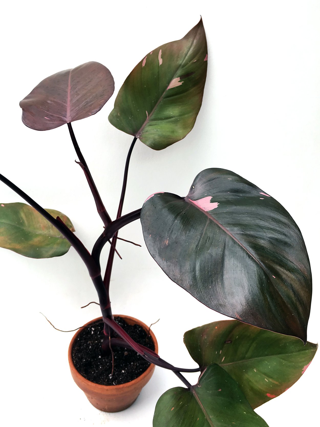 Филодендрон Андре