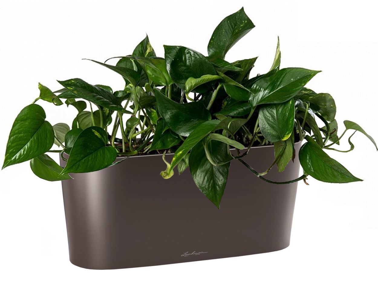 Филодендрон брандиантум