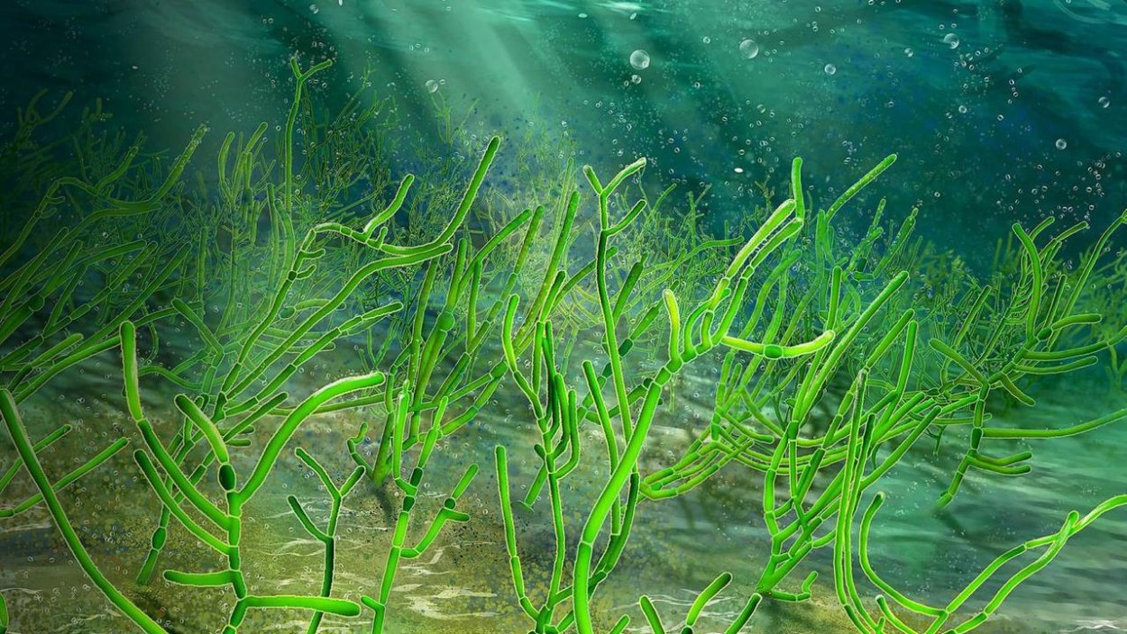 Нематофитовые водоросли