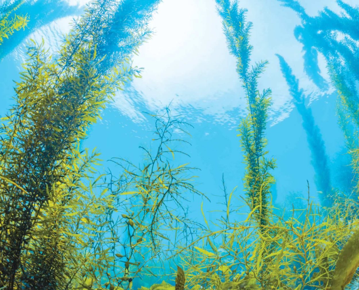 Водоросли Балтийского моря ламинария