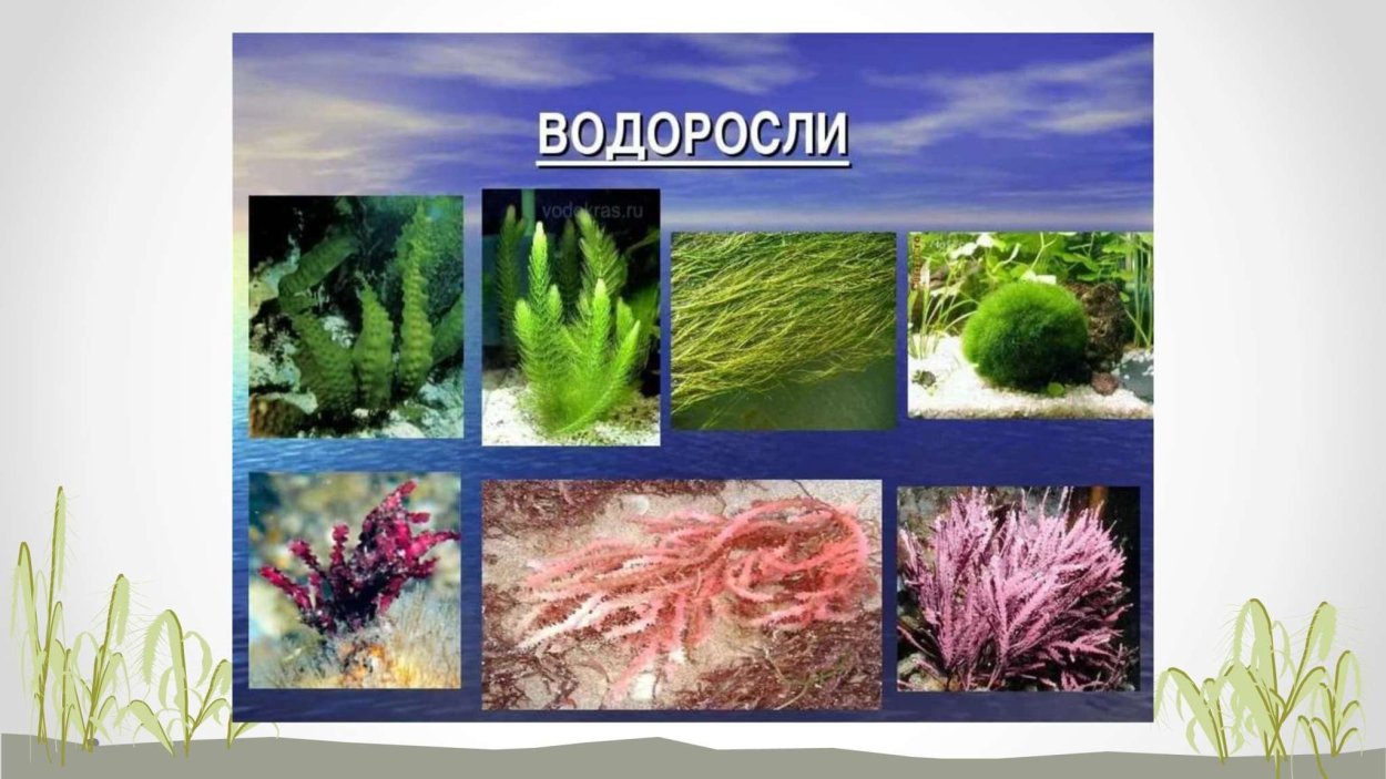 Строение одноклеточных водорослей 3 класс