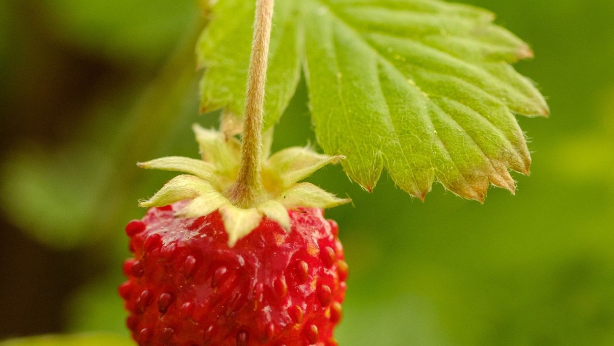 Картинки на рабочий стол земляника