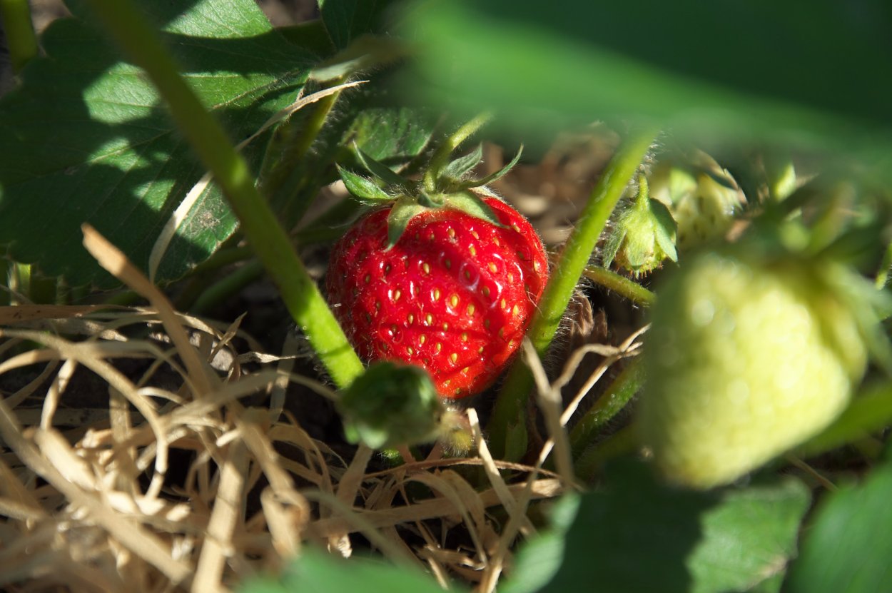 (Fragaria elatior)