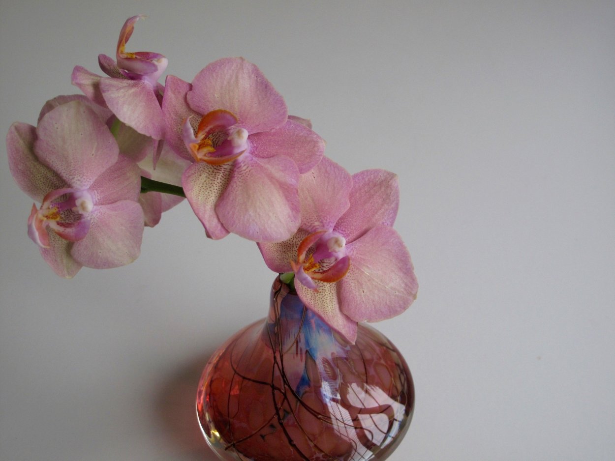 Фаленопсис Орлеан