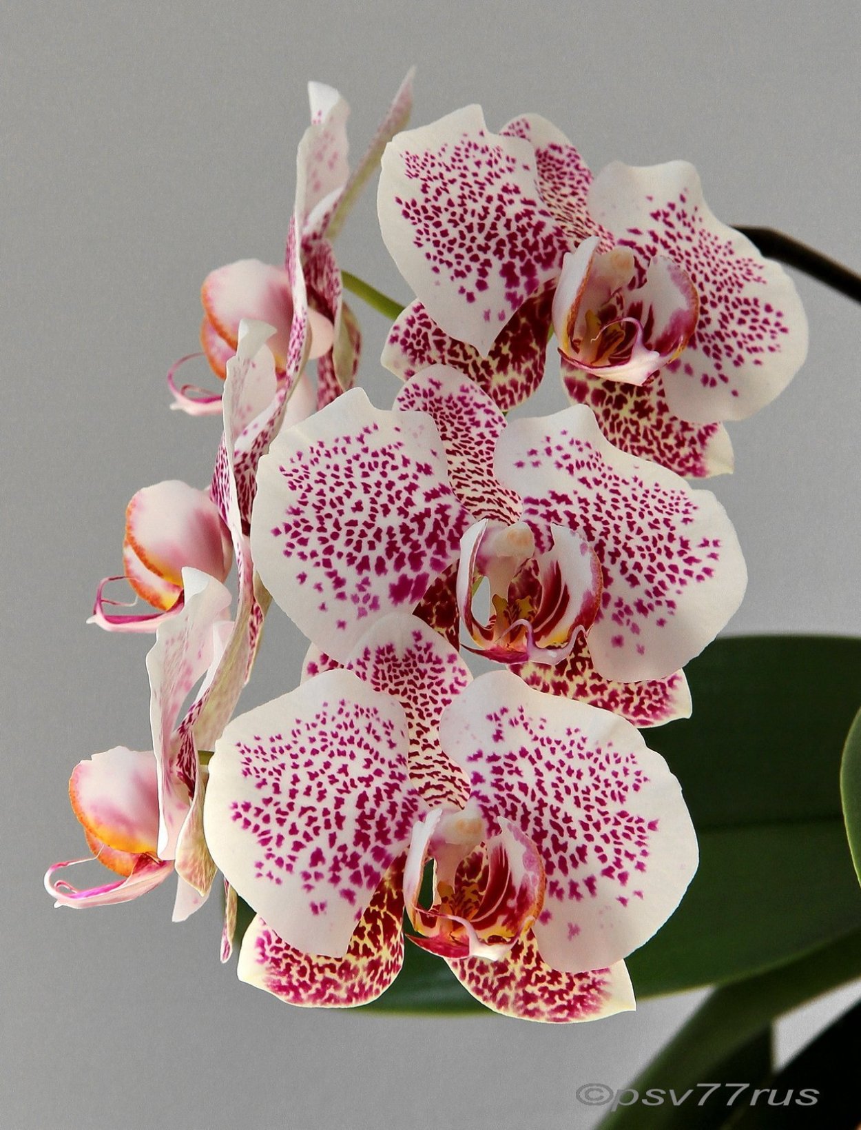 Фаленопсис Джиллиан