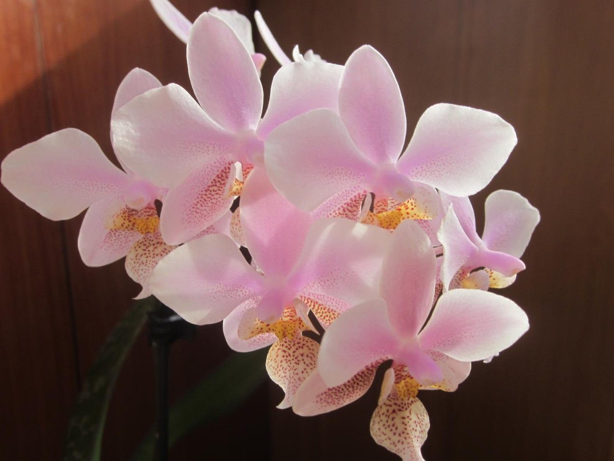 Phal. Chanella Орхидея