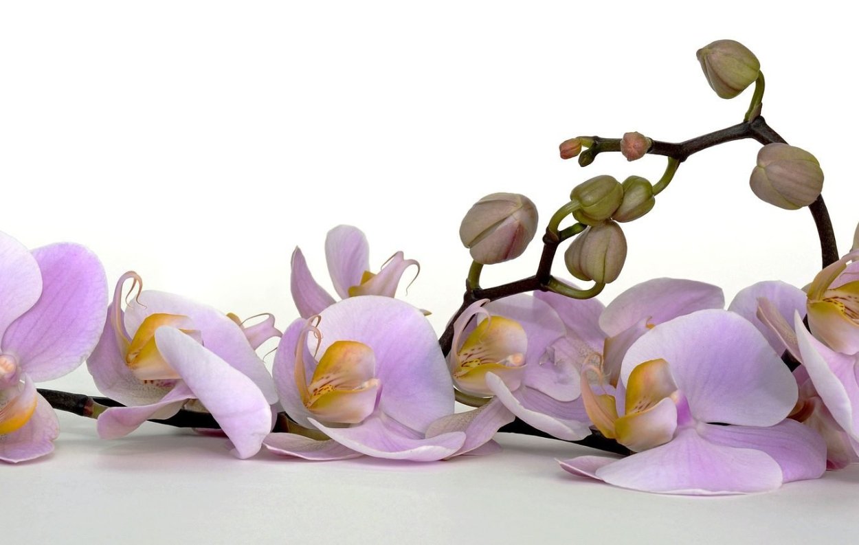 Орхидея Phalaenopsis Kellion