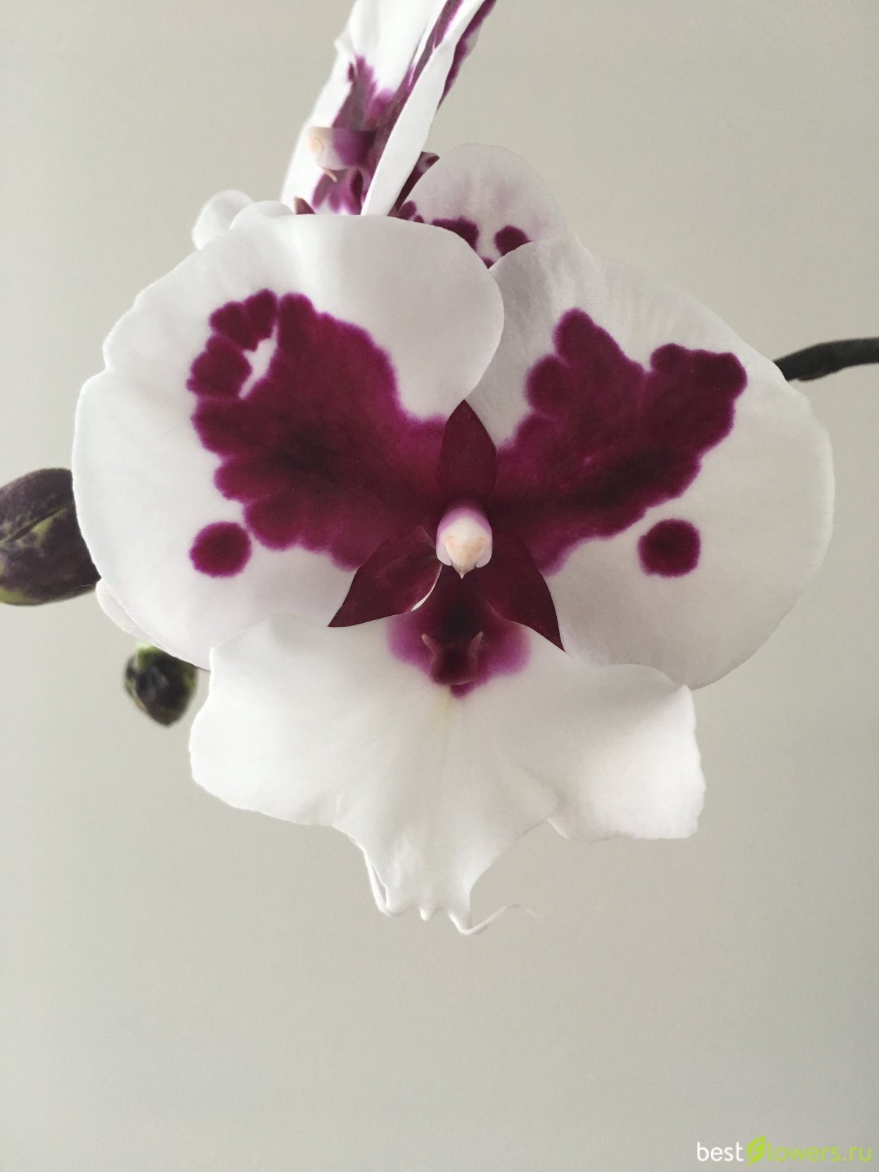 Фаленопсис Биг Липс