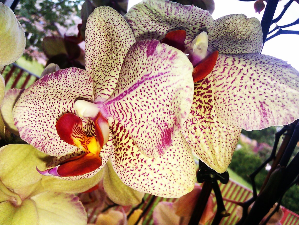 Фаленопсис Альбуфера бабочка