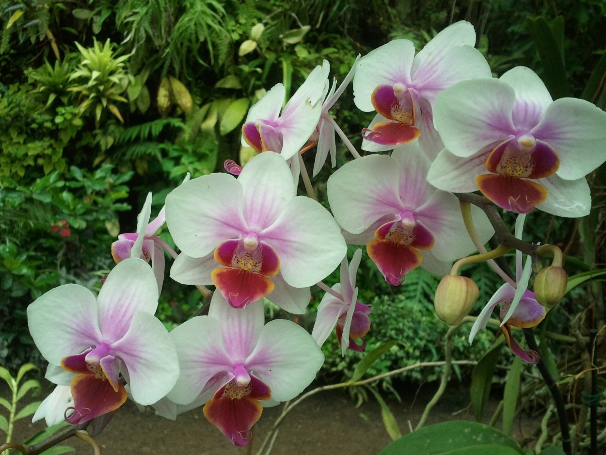 Орхидея Phalaenopsis Salinas