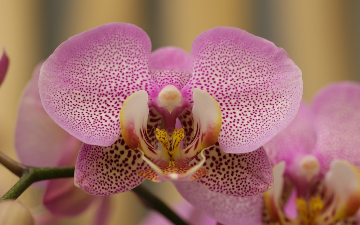 Фаленопсис Sogo Vivien