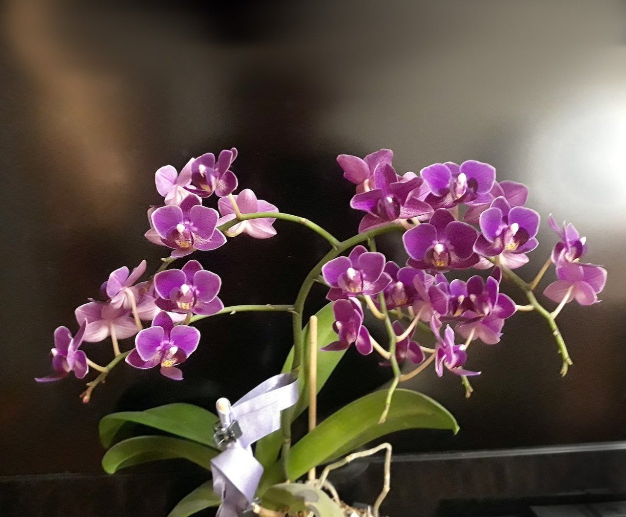 Орхидея Bernhard Phalaenopsis