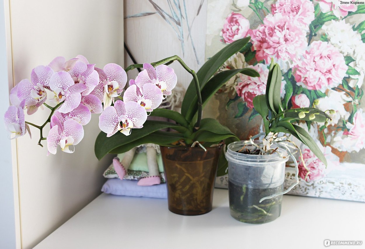 Фаленопсис Джиллиан