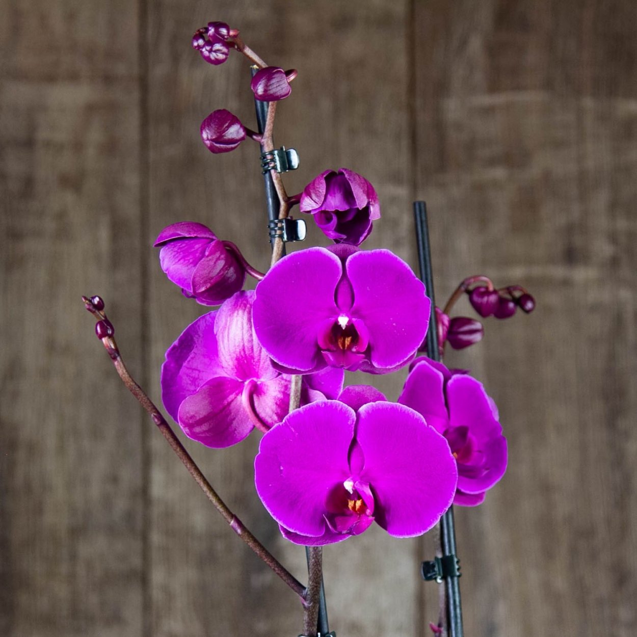 Фаленопсис мини Сальвадор