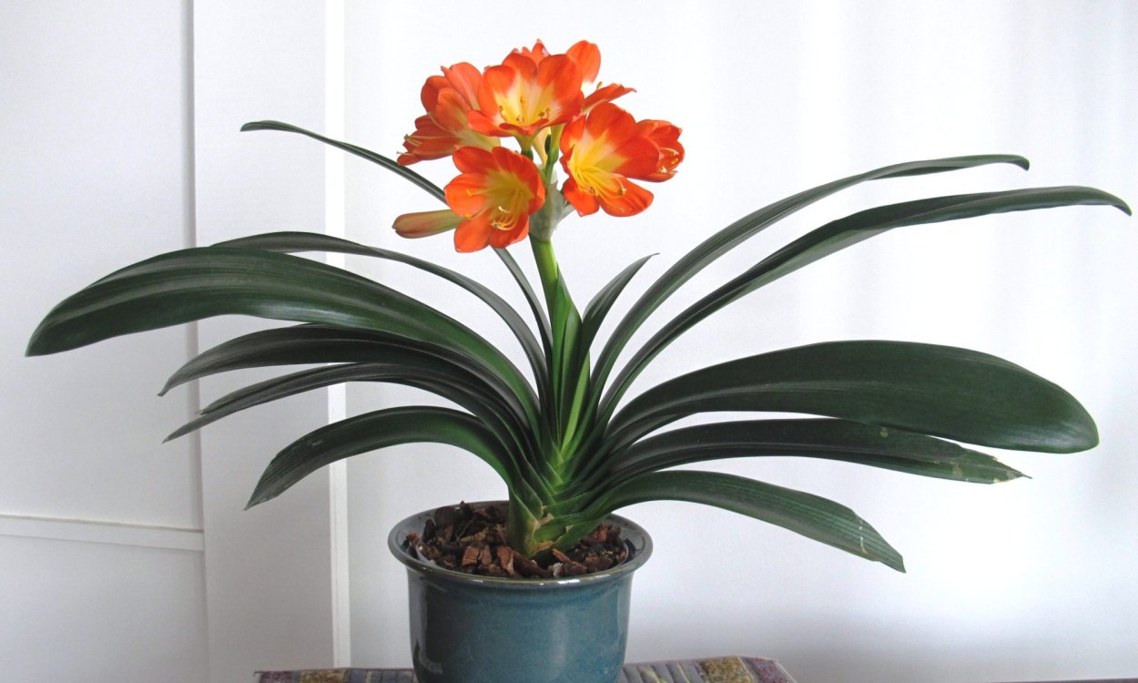 Цветок с длинными узкими листьями