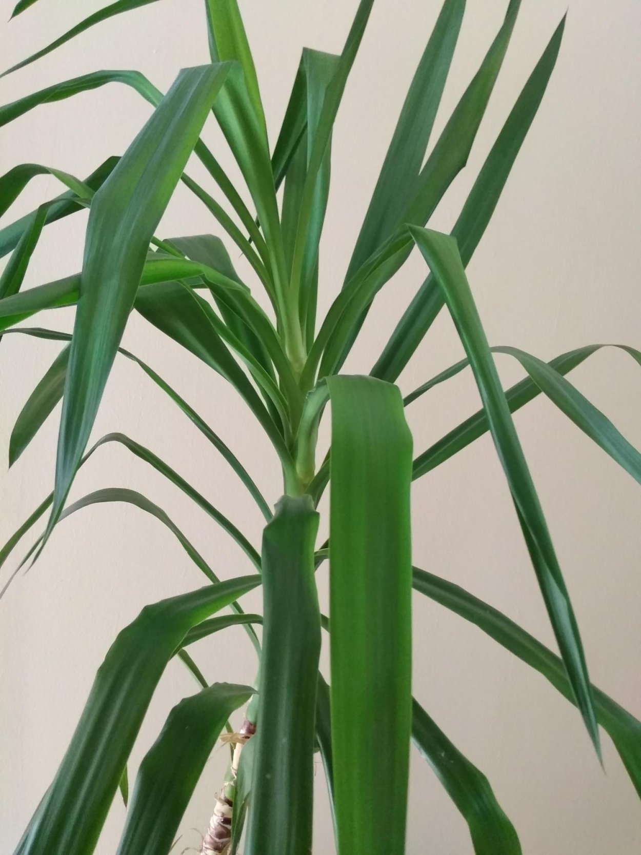 Хлорофитум variegatum