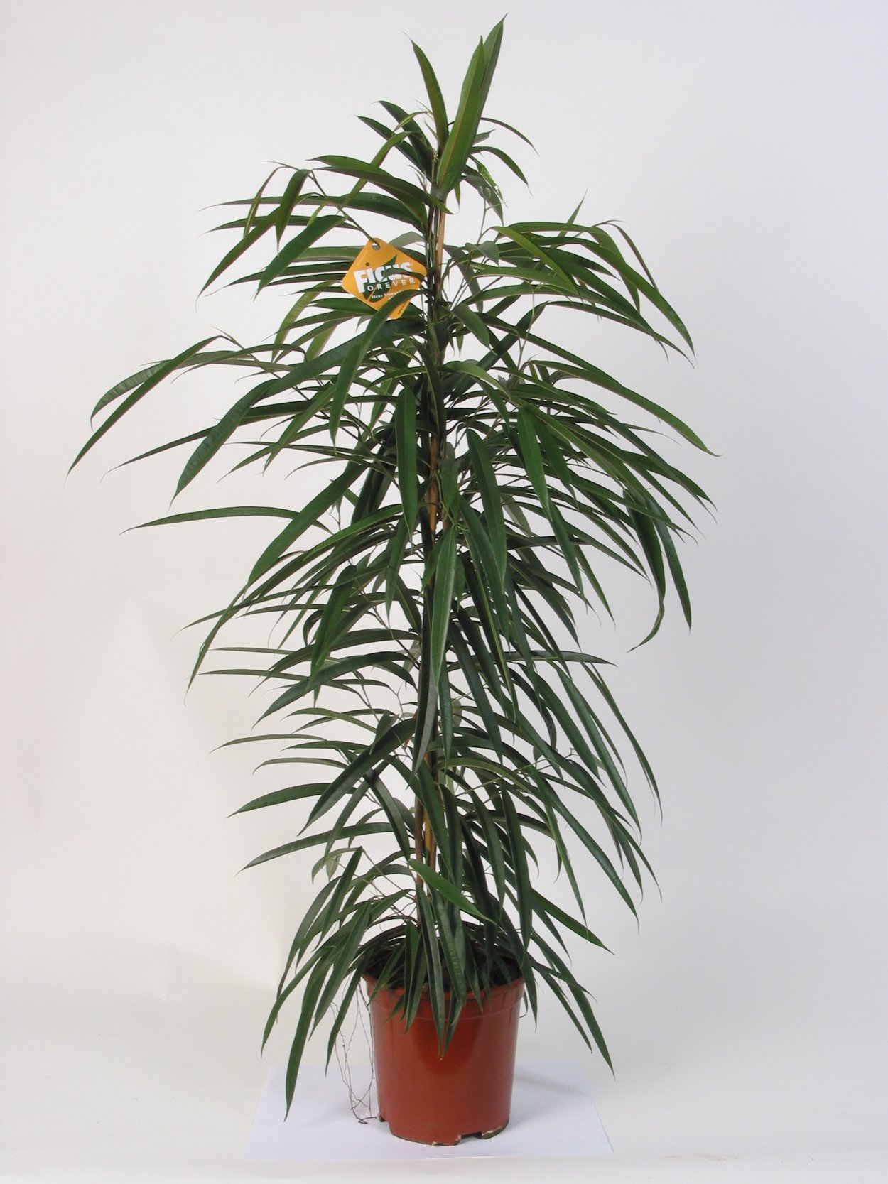 Pandanus amaryllifolius растение