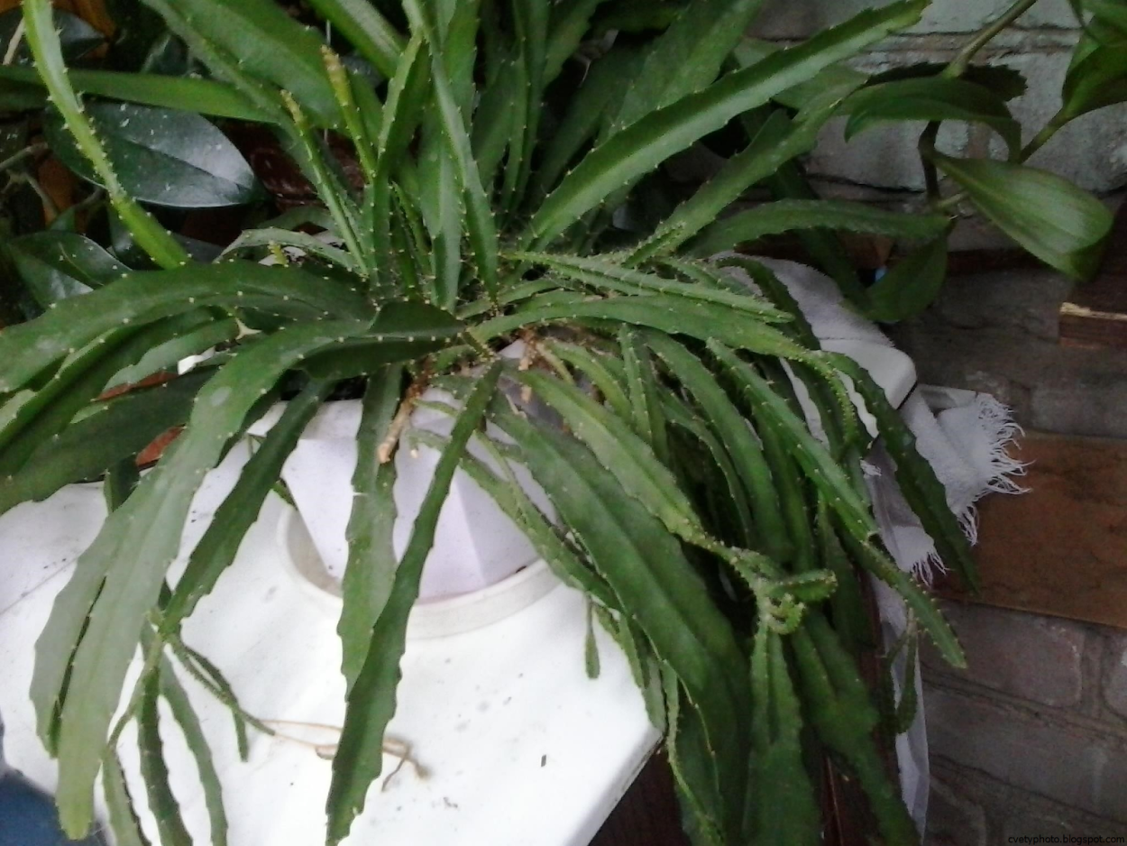 Юкка японская