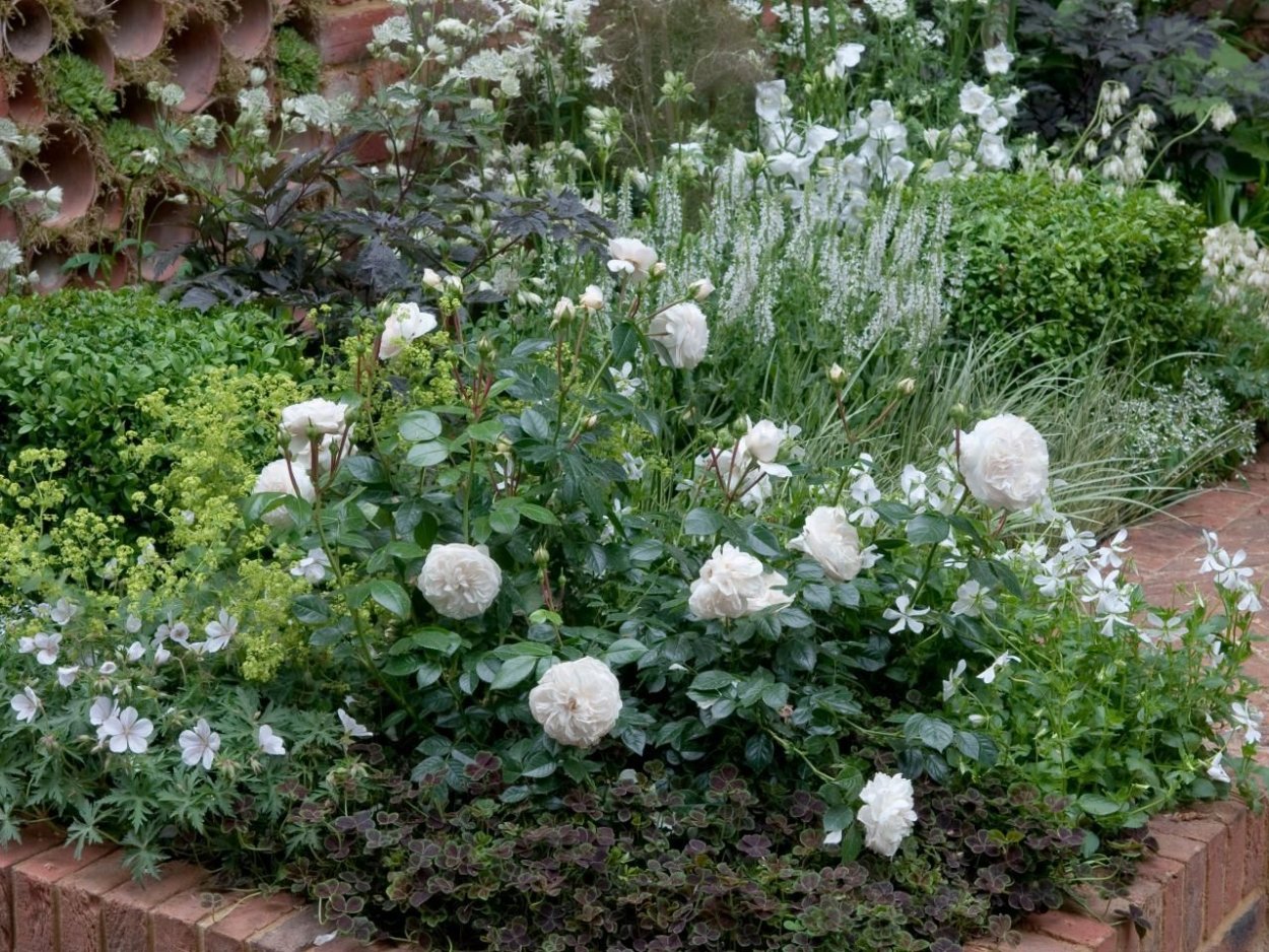 Почвопокровные розы в миксбордере