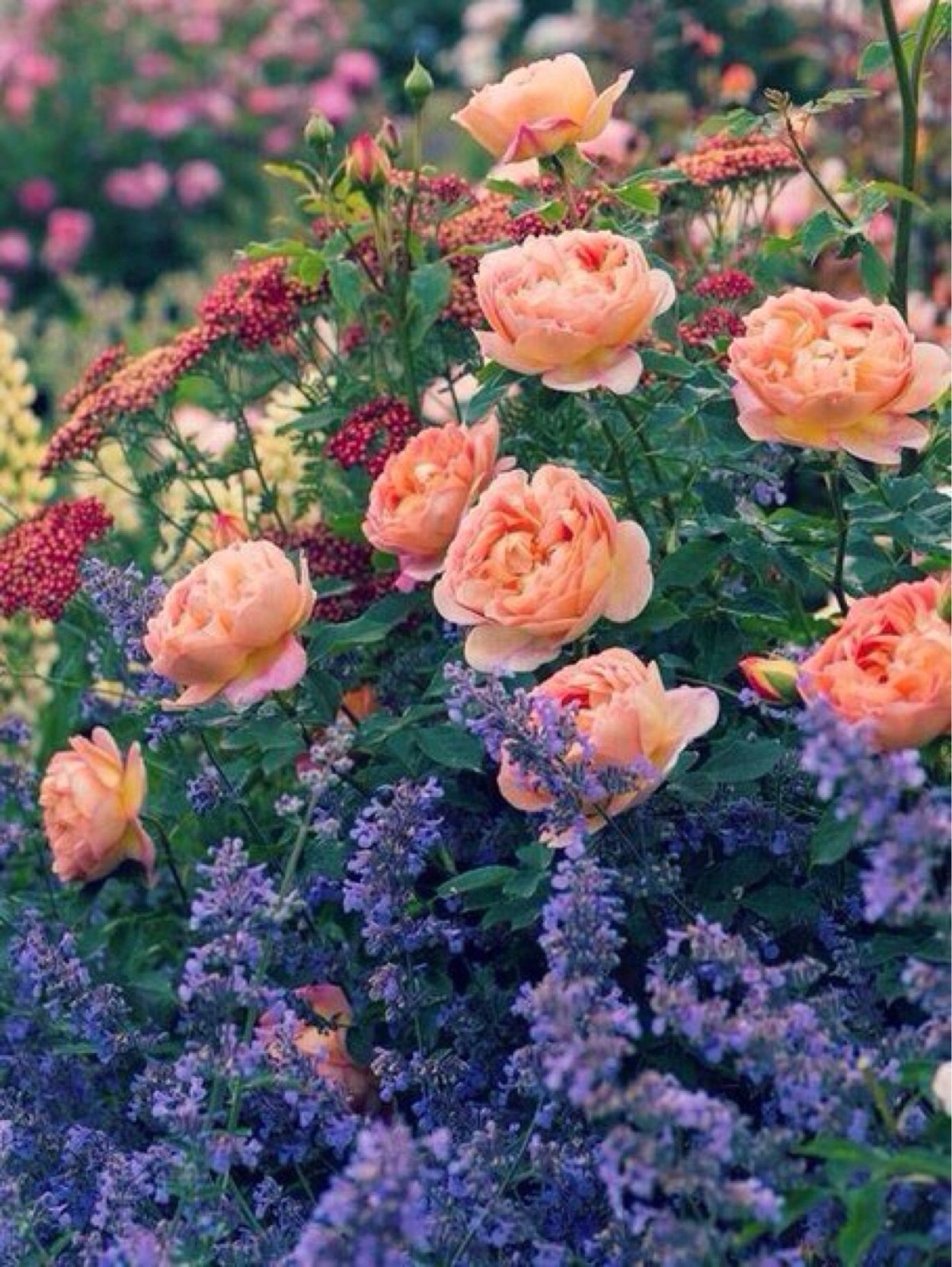 Роза Кантри Гарден