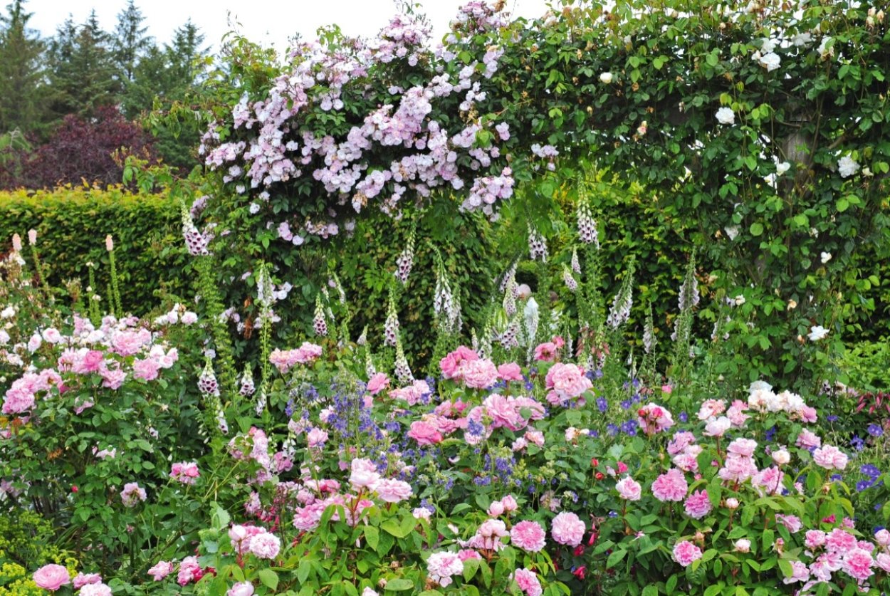 Наперстянка и розы