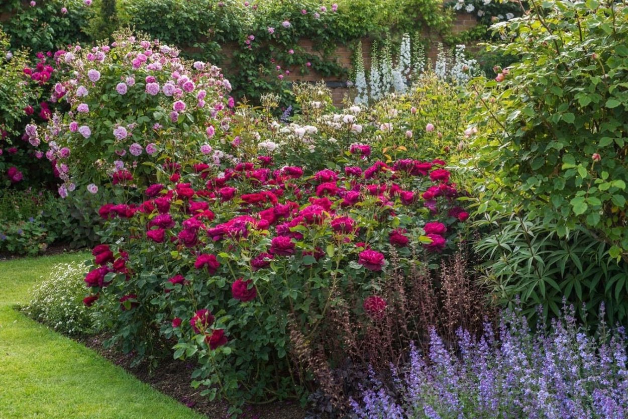 Почвопокровные розы в миксбордере