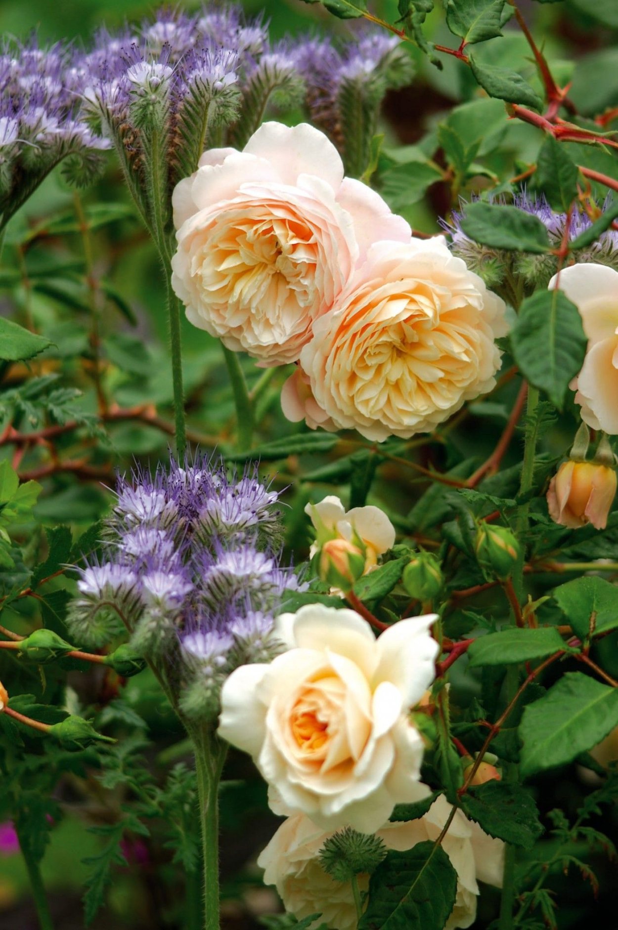 Розы компаньоны для Crocus Rose