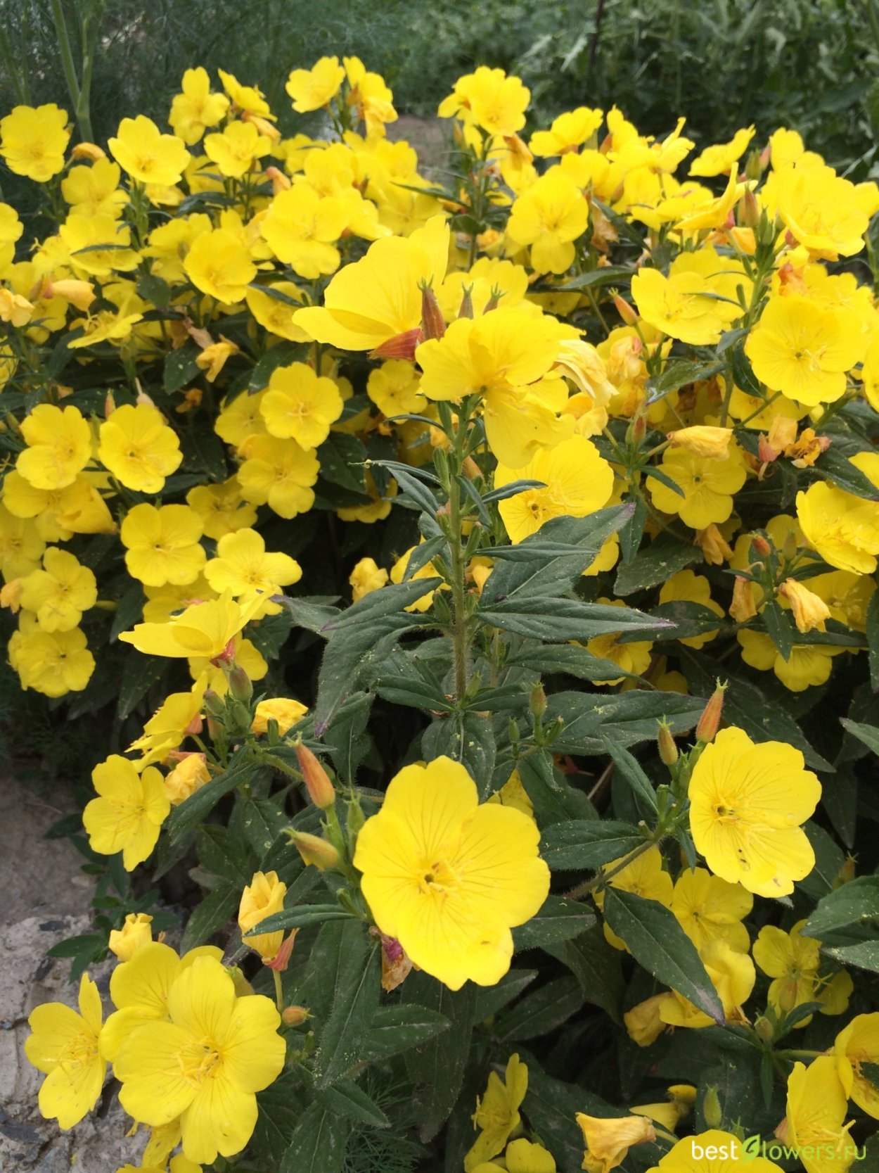 Энотера Маришка розовая