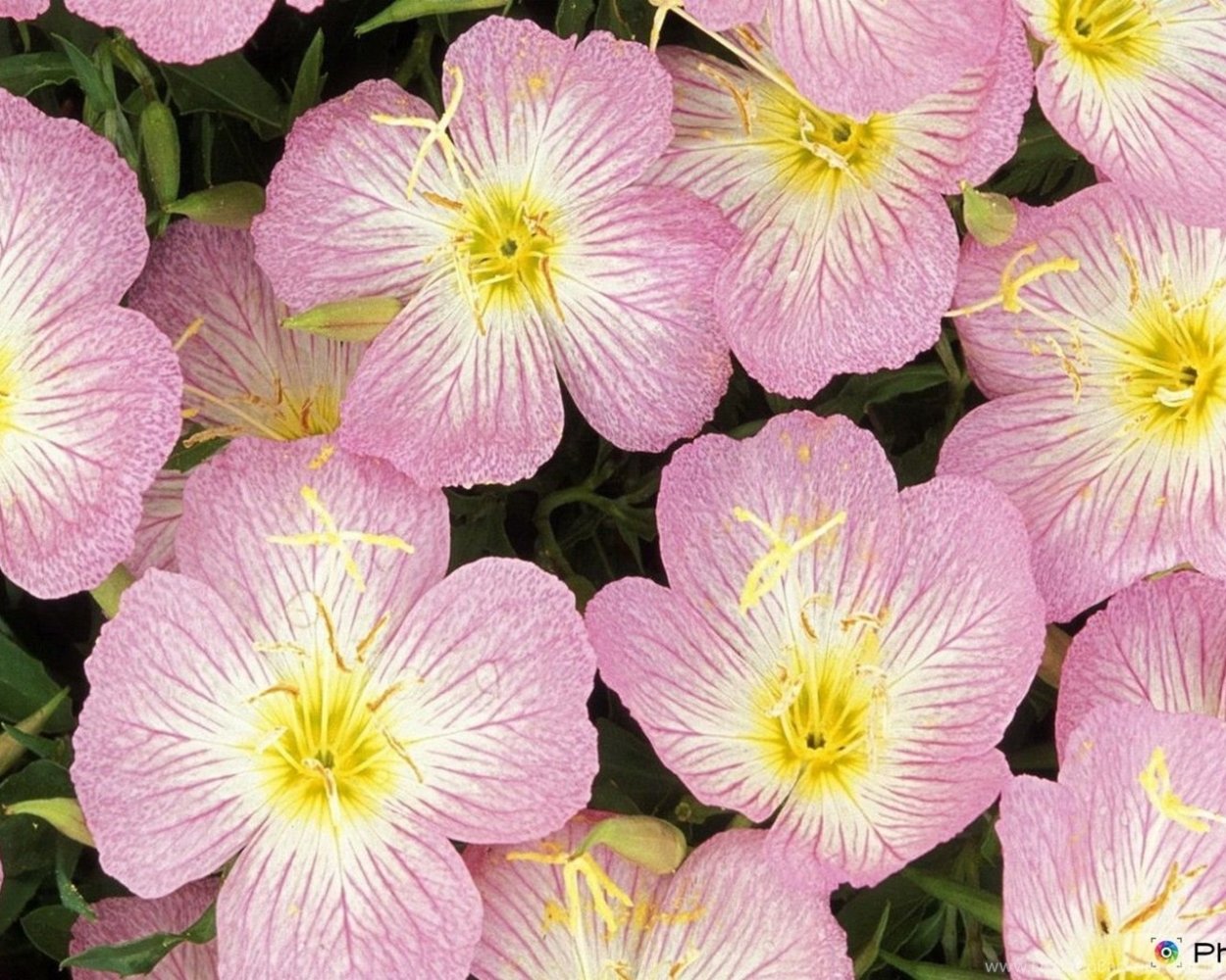 Энотера бесстебельная