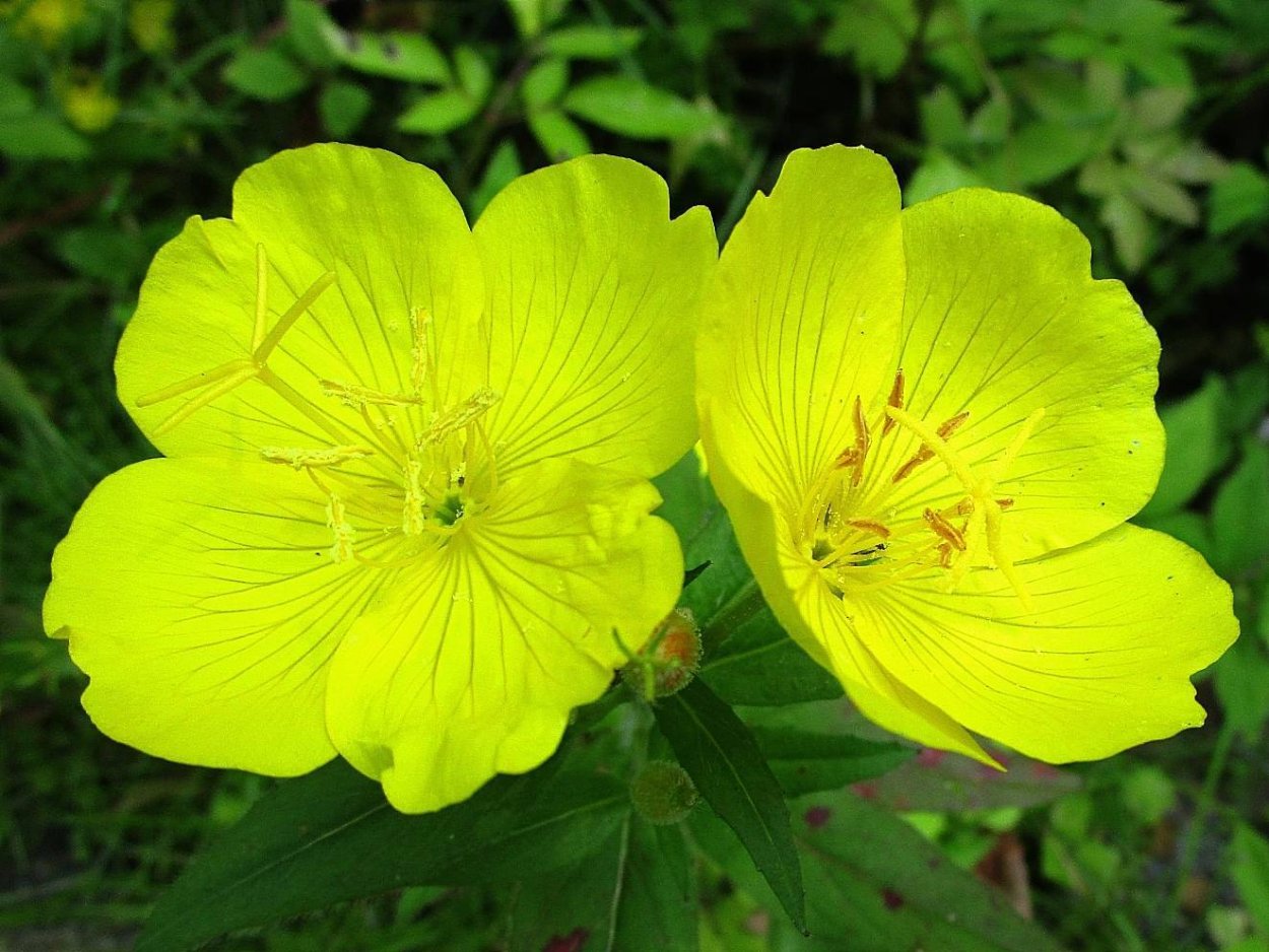 Энотера Лунник