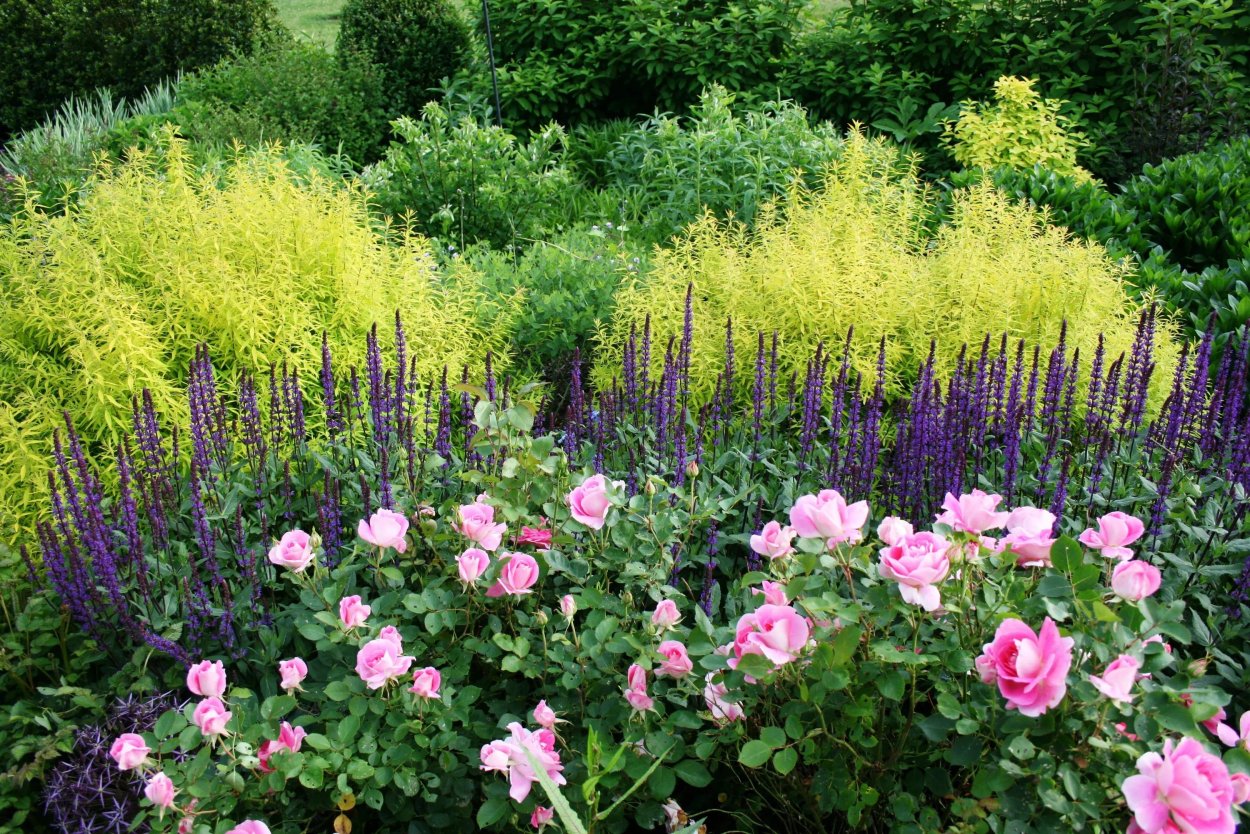 Котовник и манжетка