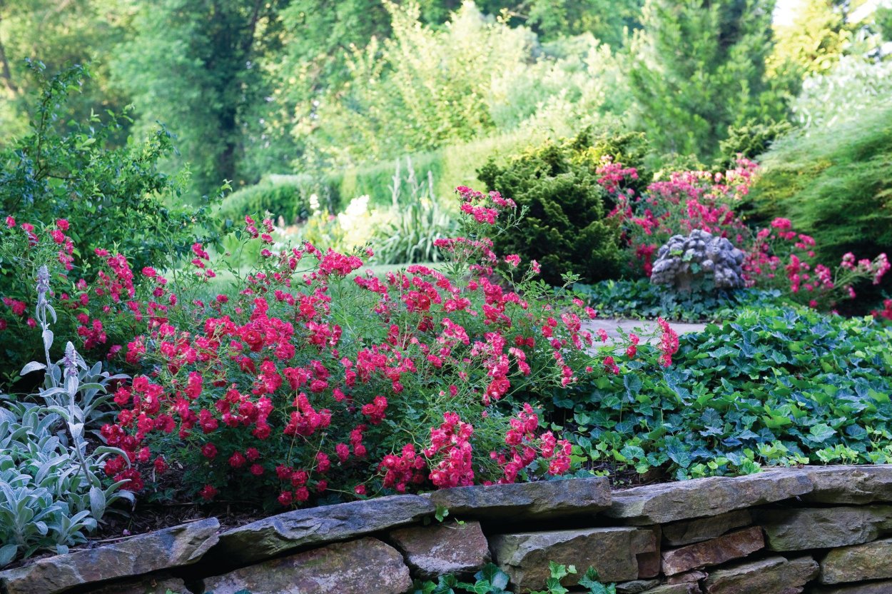 Роза почвопокровная Гарден